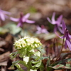 野草園の春‐蕗の薹とカタクリ