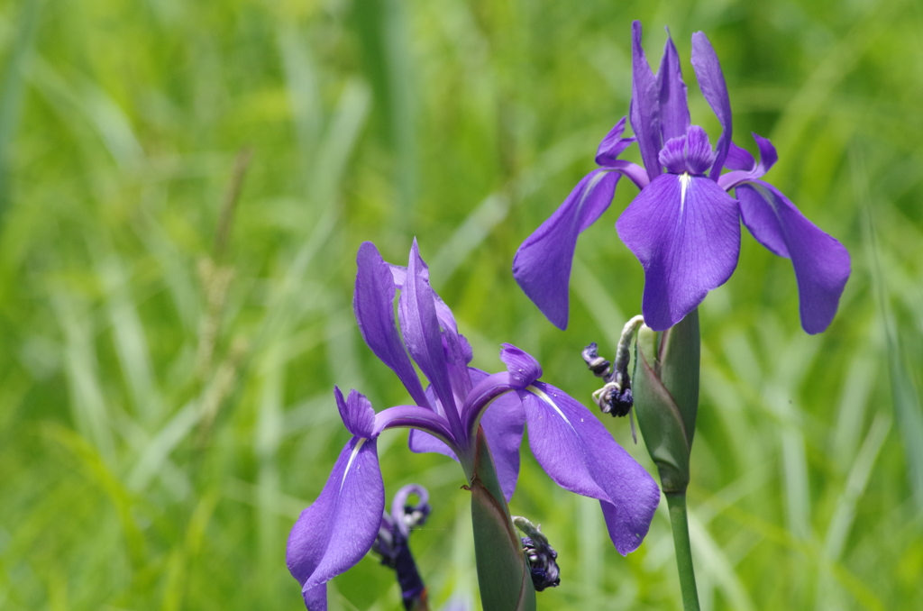 野花菖蒲