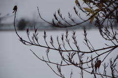 雪中散歩-シルエツト