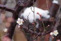 春は名のみの朝‐白梅
