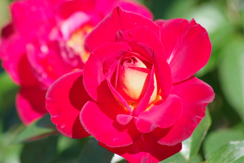 山形の薔薇‐希望