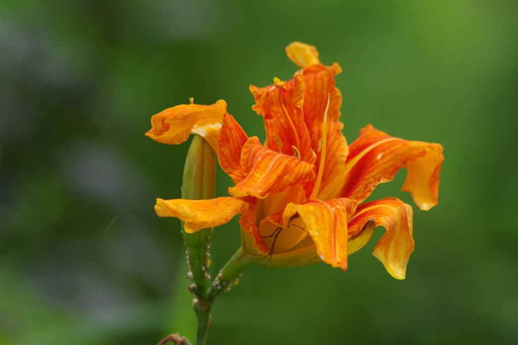 花散歩-ヤブカンゾウ