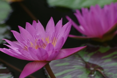 神代植物公園の花達-熱帯スイレン