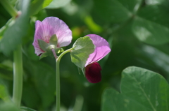 赤花のサヤエンドウ