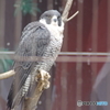 籠の鳥でも猛禽類-4