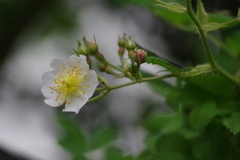 花散歩-野薔薇