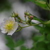花散歩-野薔薇