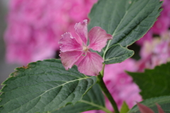 花散歩-一輪だけの紫陽花