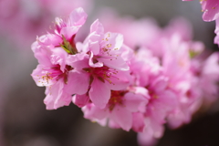 花散歩-桃の花