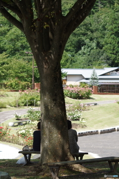 薔薇の園で語らう