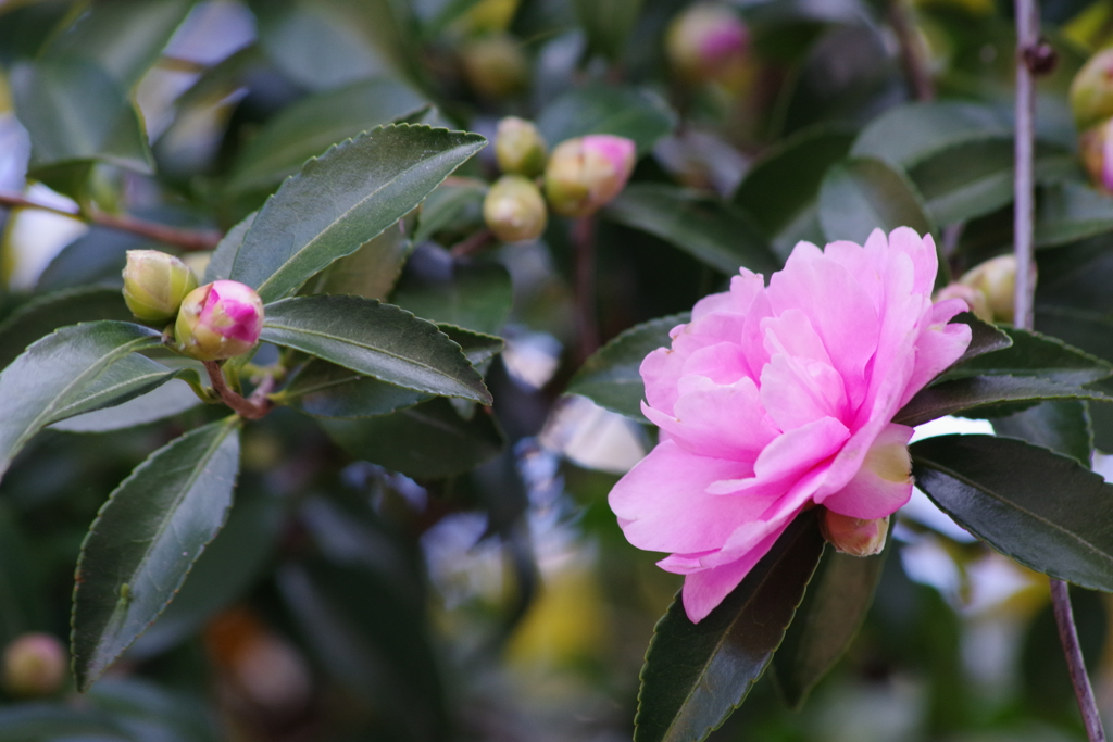 花散歩－ピンクの山茶花