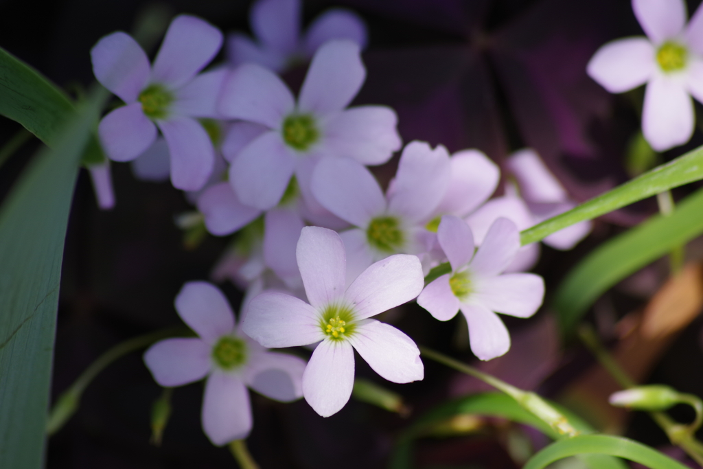 六月の花散歩‐オキザリス