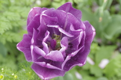 花散歩‐チューリップ1