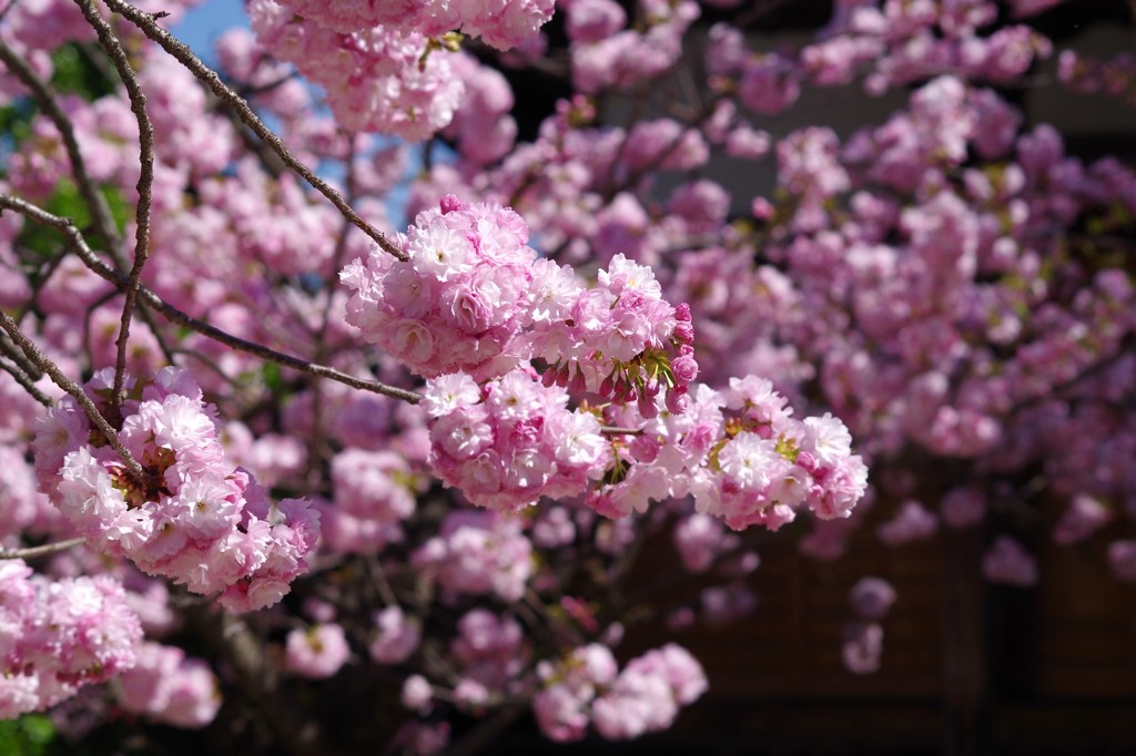 桜色-子安堂の八重桜