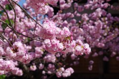 桜色-子安堂の八重桜