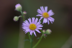 花散歩‐薄紫の姫女苑