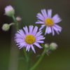 花散歩‐薄紫の姫女苑