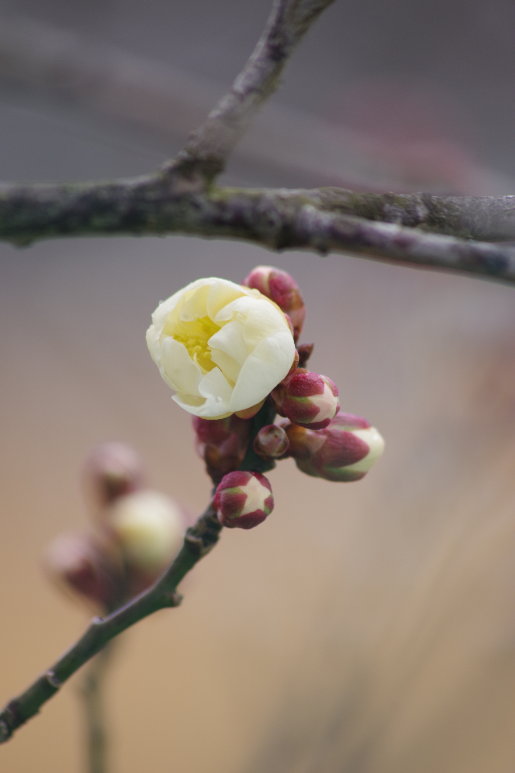 春のお使い-霞城の梅2