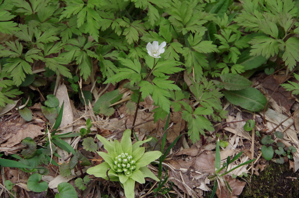 白花と蕗の薹
