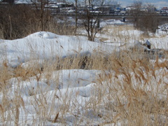 川原の雪景色-1