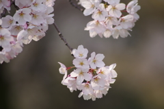 霞城公園の桜花-2