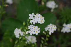 花散歩-白花の勿忘草