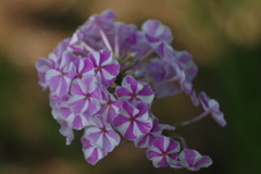 ゆり園の花たち‐フロックス