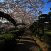 桜道