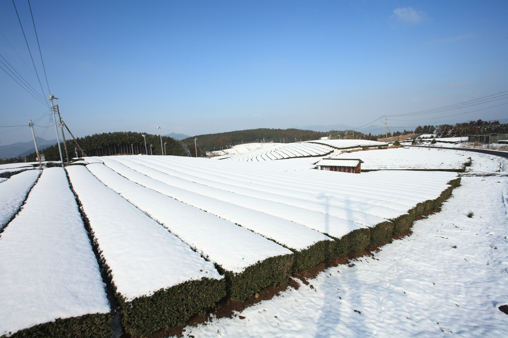 雪化粧