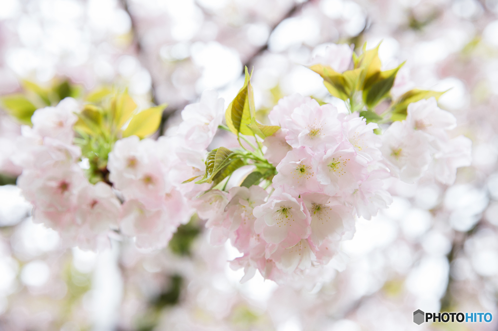 桜