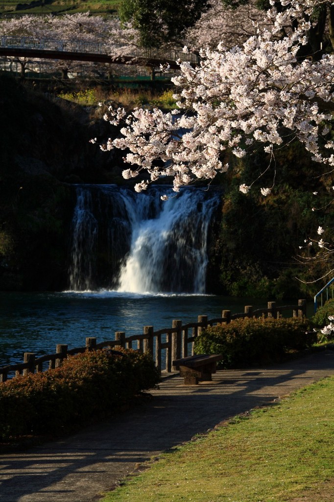 轟の滝と桜