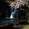 轟の滝と桜