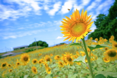 夏、運ぶ