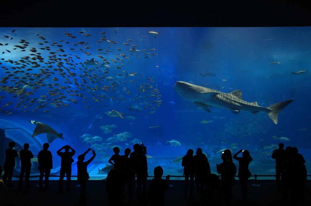 美ら海水族館