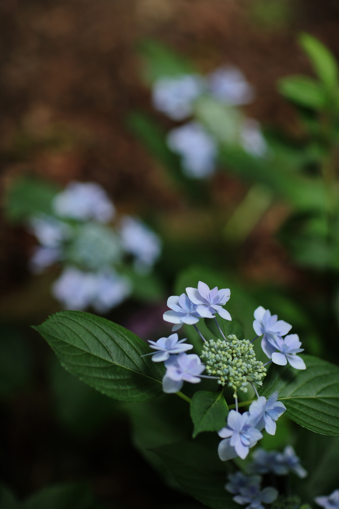 日陰に咲く花