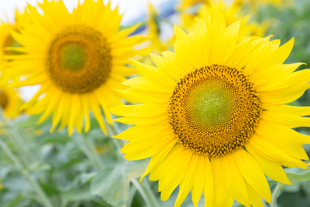 夏の太陽