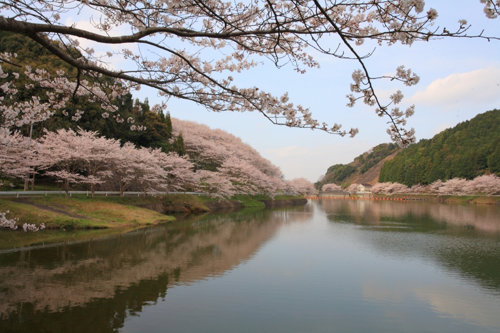 桜鏡