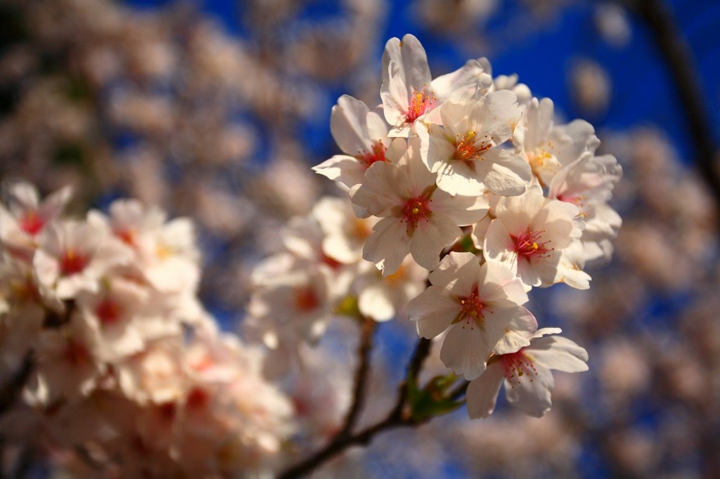 桜