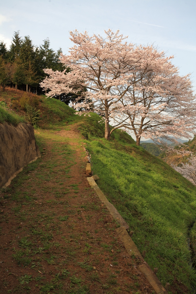 春の一本道