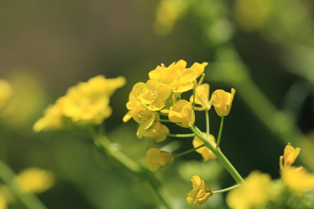 菜の花