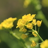菜の花