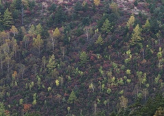 草津・白根山 (5)