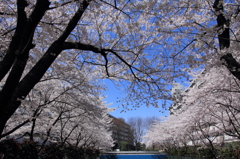 桜②