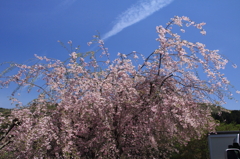 枝垂れ桜2012-1