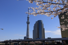 桜①