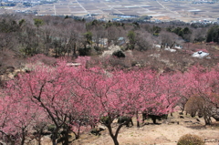 ④筑波山梅林