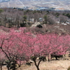 ④筑波山梅林