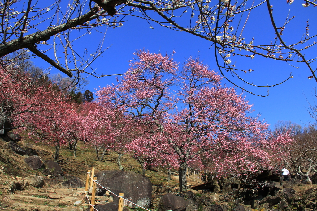⑨筑波山梅林