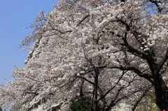 桜④
