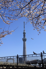 桜②